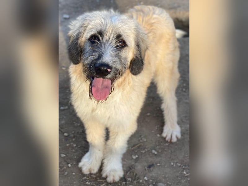 Taigo, geb. ca.09/2025, lebt in GRIECHENLAND, im städt. Tierheim Serres