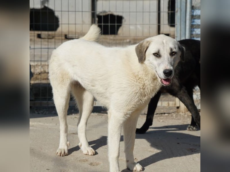 Maliya, geb. ca. 04/2025, lebt in GRIECHENLAND, im städt. Tierheim Serres