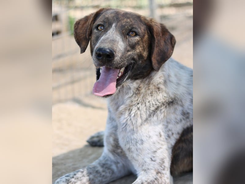 Naxos, geb. ca. 07/2020, lebt in GRIECHENLAND, im städt. Tierheim Serres