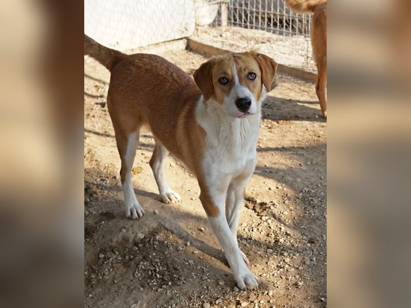 Palia, geb. ca. 09/2024, lebt in GRIECHENLAND, im städt. Tierheim Serres