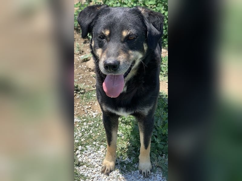 Nabucco, geb. ca. 01/2019, lebt in GRIECHENLAND, im städt. Tierheim Serres