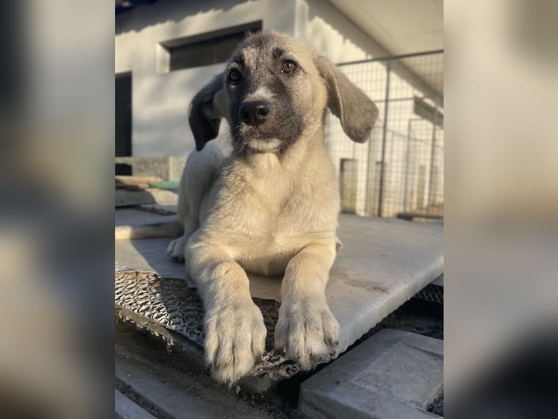 Juju, geb. ca. 02/2024, lebt in GRIECHENLAND, im städt. Tierheim Serres