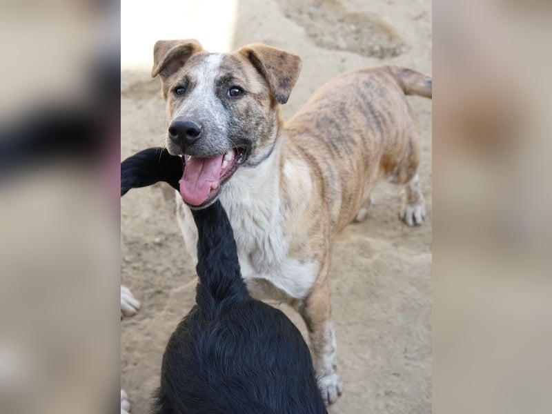 Kiara, geb. ca. 09/2025, lebt in GRIECHENLAND, auf einem Gelände, Hunde werden notdürftig versorgt