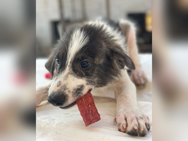 Yari, geb. ca. 05/2025, lebt in GRIECHENLAND, im städt. Tierheim Serres
