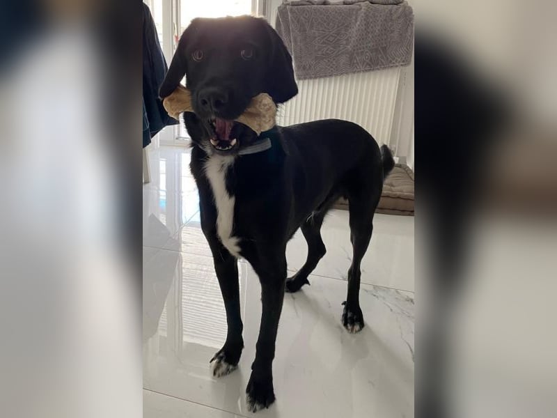 Emrys, geb. ca. 10/2020, lebt in GRIECHENLAND, auf einer privaten Pflegestelle