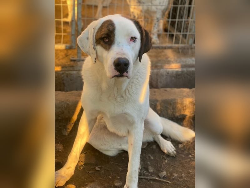 Mäx, geb. ca. 01/2024, lebt in GRIECHENLAND, im städt. Tierheim Serres