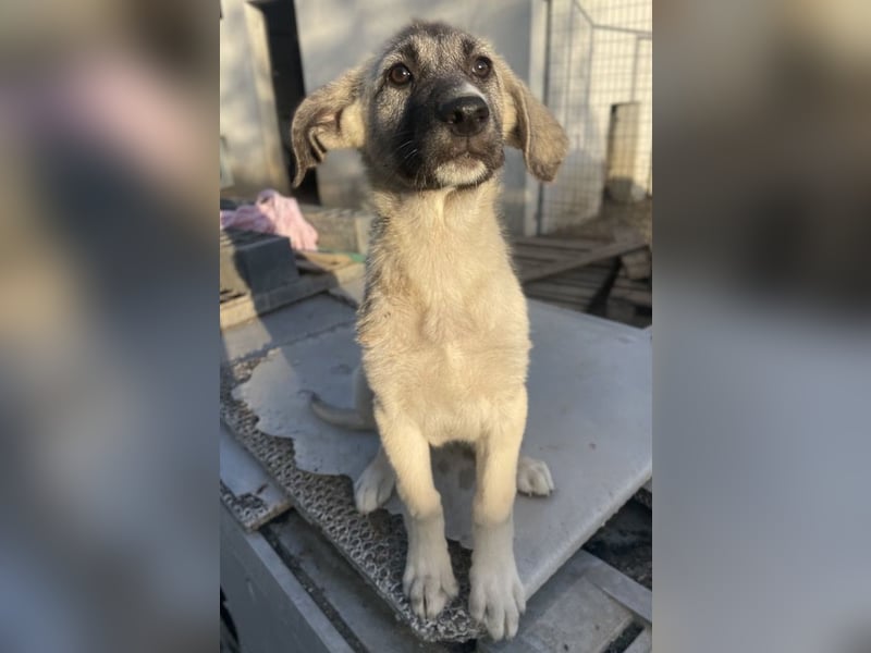 Juju, geb. ca. 02/2024, lebt in GRIECHENLAND, im städt. Tierheim Serres