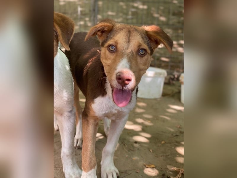 Hardo, geb. ca. 01/2025, lebt in GRIECHENLAND, auf einer privaten Pflegestelle