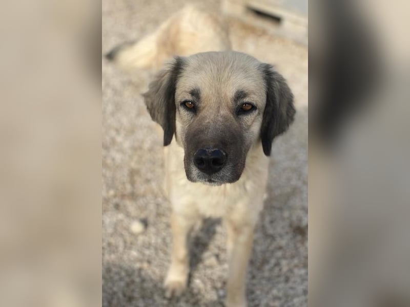 Frea, geb. ca. 02/2021, lebt in GRIECHENLAND, im städt. Tierheim Serres