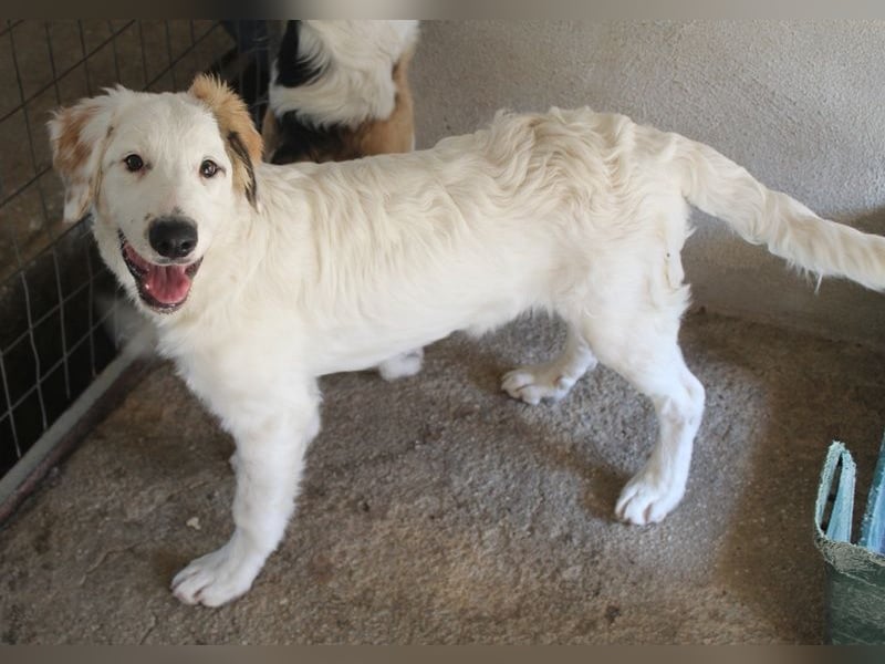 Kembro, geb. ca. 04/2025, lebt in GRIECHENLAND, im städt. Tierheim Serres