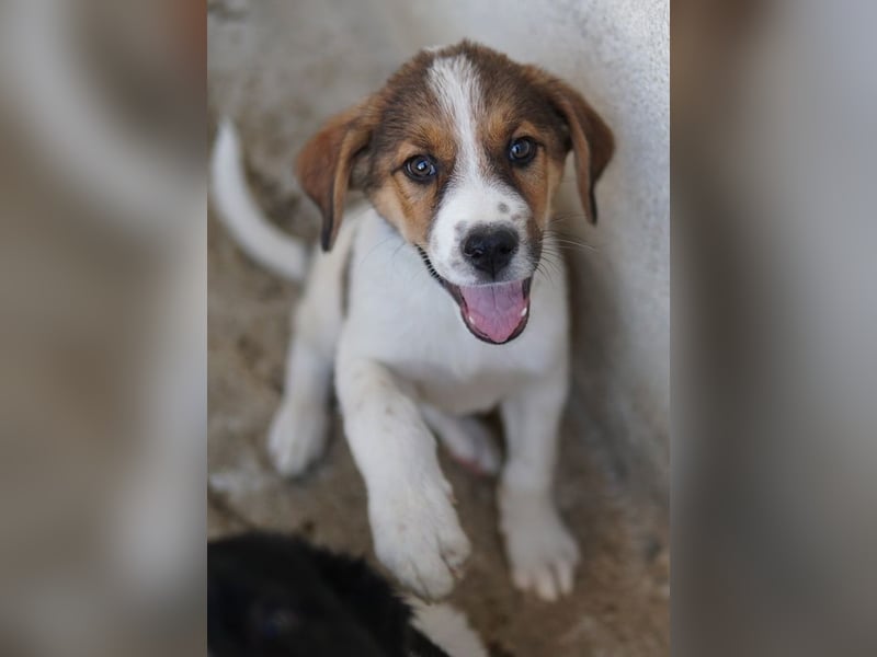 Florin, geb. ca. 05/2025, lebt in GRIECHENLAND, im städt. Tierheim Serres