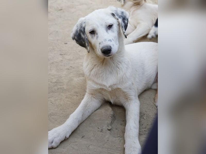 Riesling, geb. ca. 08/2025, lebt in GRIECHENLAND, auf einer privaten Pflegestelle