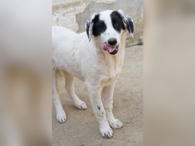 Sauvignon Blanc, geb. ca. 09/2025, lebt in GRIECHENLAND, auf einer privaten Pflegestelle