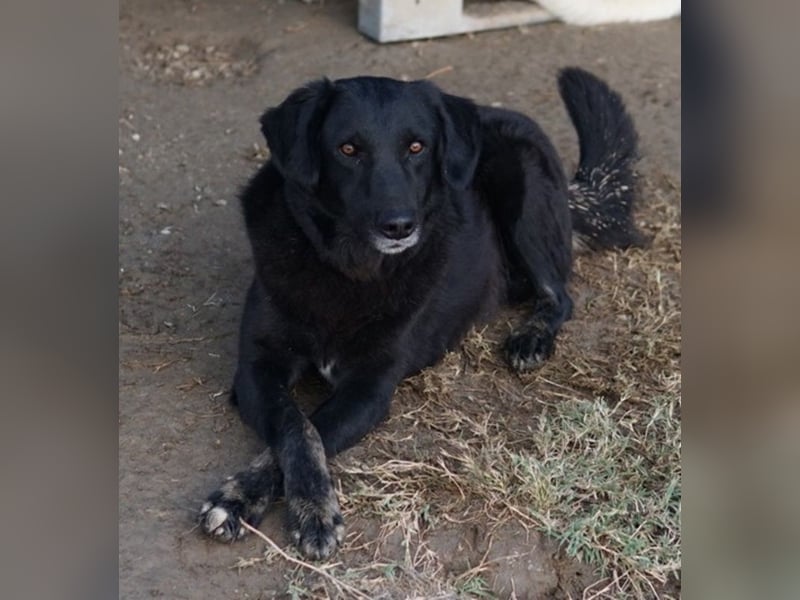 Swarzi, geb. 02/2018, lebt in GRIECHENLAND, im städt. Tierheim Serres
