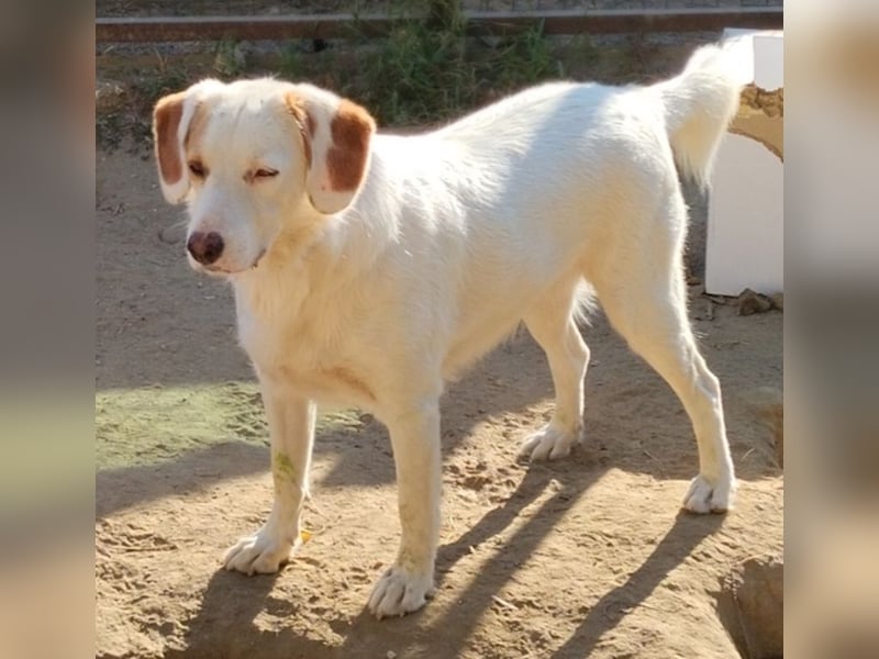 Stelle, geb. ca. 11/2021, lebt in GRIECHENLAND, auf einer privaten Pflegestelle