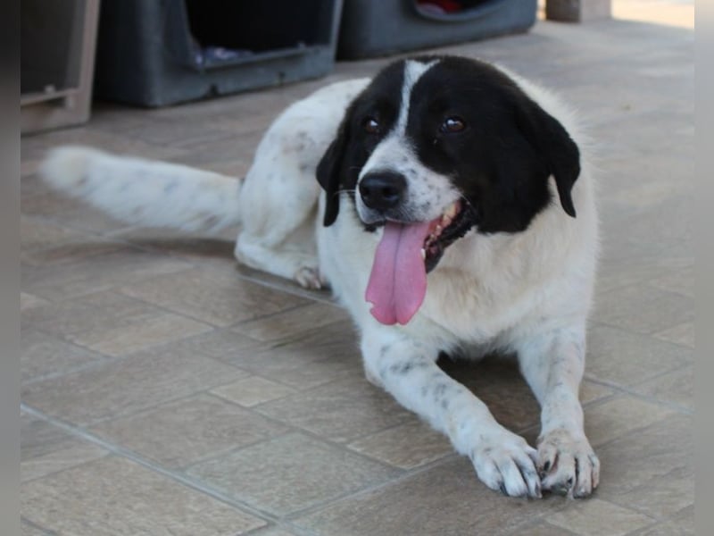 Mariel, geb. ca. 08/2016 , lebt in GRIECHENLAND, bei Kassiani in Serres