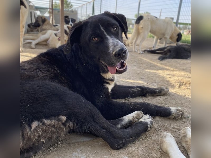 Schubert, geb. ca. 06/2023, lebt in GRIECHENLAND, im städt. Tierheim Serres