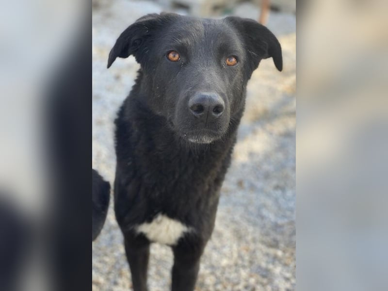 Acero, geb. ca. 01/2019, lebt in GRIECHENLAND, im städt. Tierheim Serres