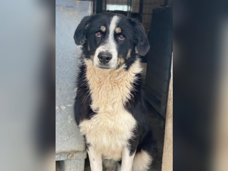 Cars, geb. ca. 12/2023, lebt in GRIECHENLAND, im städt. Tierheim Serres