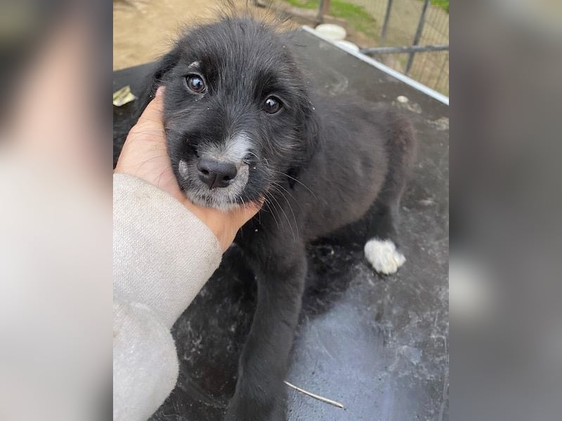 Lisbeth, geb. ca. 09/2025, lebt in GRIECHENLAND, auf einer privaten Pflegestelle