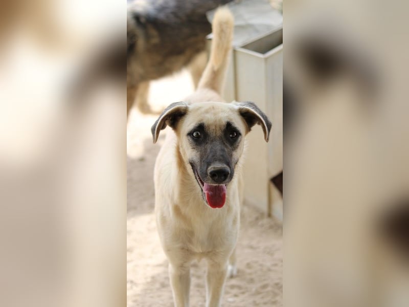 Carlchen, geb. ca. 03/2023, lebt in GRIECHENLAND, im städt. Tierheim Serres