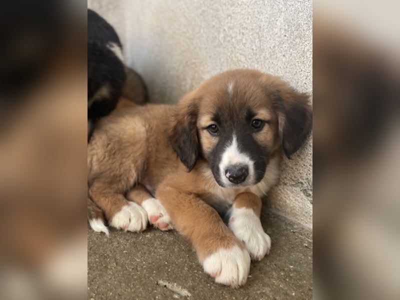 Mirok, geb. ca. 09/2025, lebt in GRIECHENLAND, im städt. Tierheim Serres