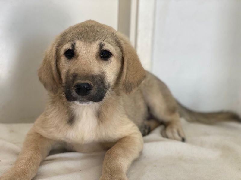 Glandy, geb. ca. 03/2025, lebt in GRIECHENLAND, im städt. Tierheim Serres