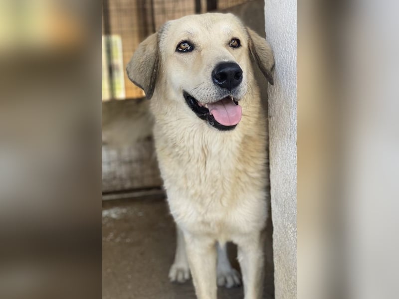 Lanea, geb. ca. 08/2023, lebt in GRIECHENLAND, im städt. Tierheim Serres