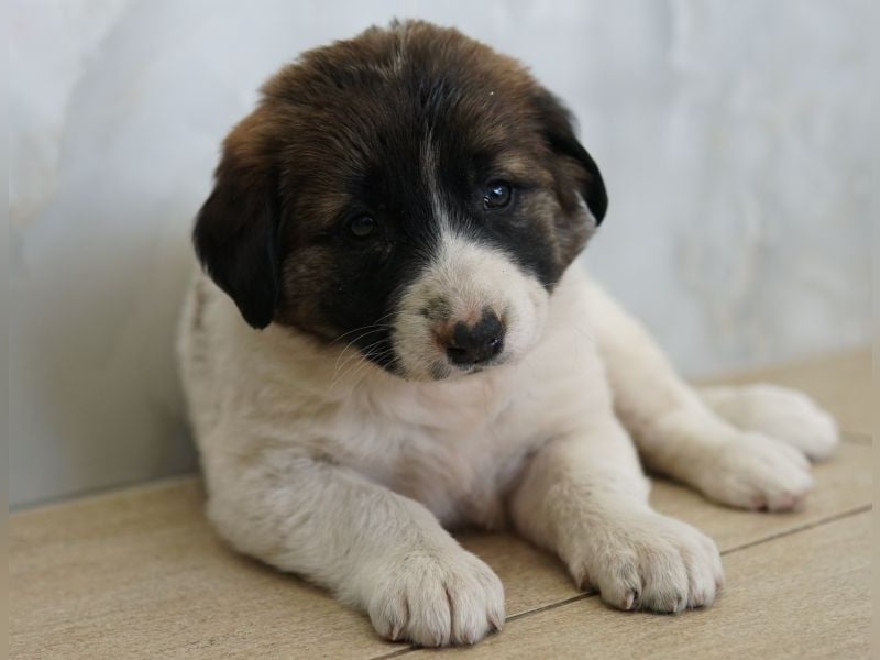 Calma, geb. ca. 01/2026, lebt in GRIECHENLAND, auf einer privaten Pflegestelle