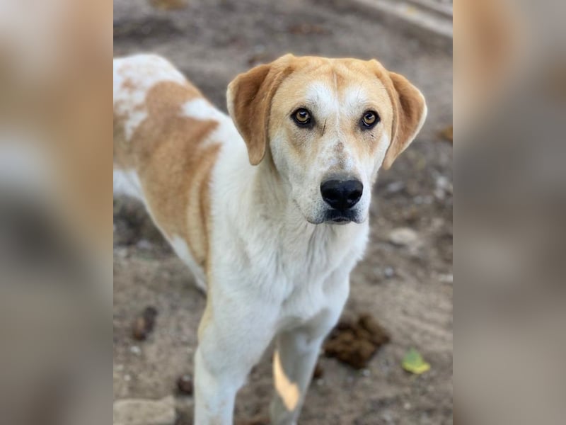 Roxi, geb. ca. 11/2022, lebt in GRIECHENLAND, im städt. Tierheim Serres