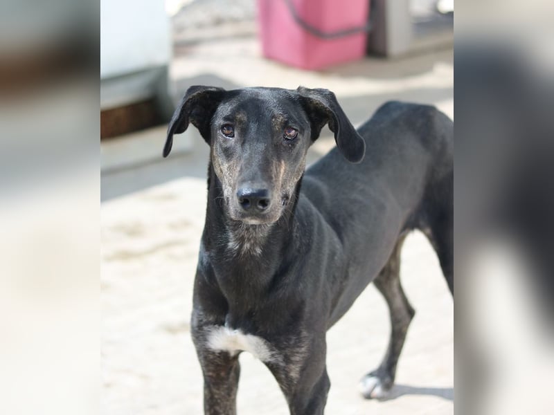 Nyota, geb. ca. 09/2023, lebt in GRIECHENLAND, auf einer privaten Pflegestelle