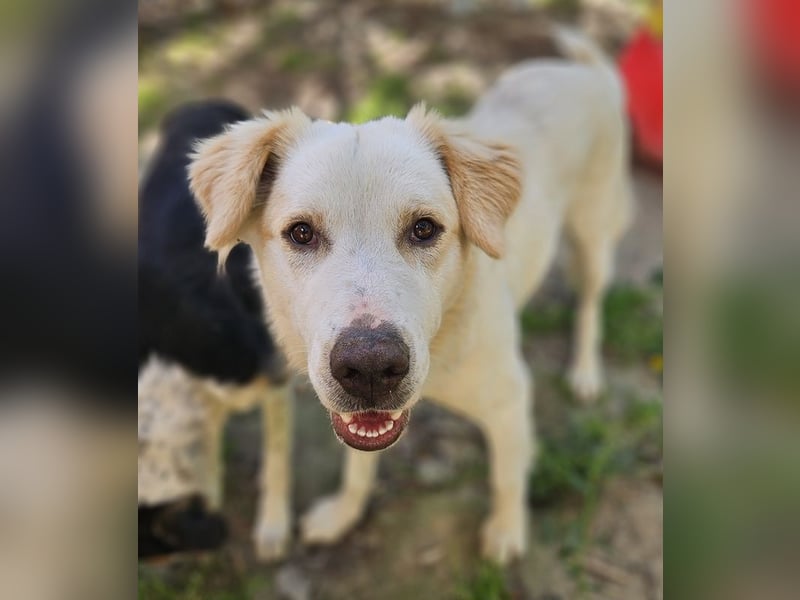 Malu, geb. ca. 07/2024, lebt in GRIECHENLAND, auf einer privaten Pflegestelle