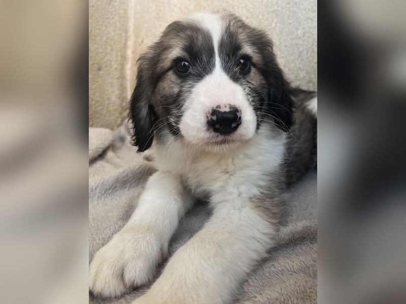 Malor, geb. ca. 09/2025, lebt in GRIECHENLAND, im städt. Tierheim Serres