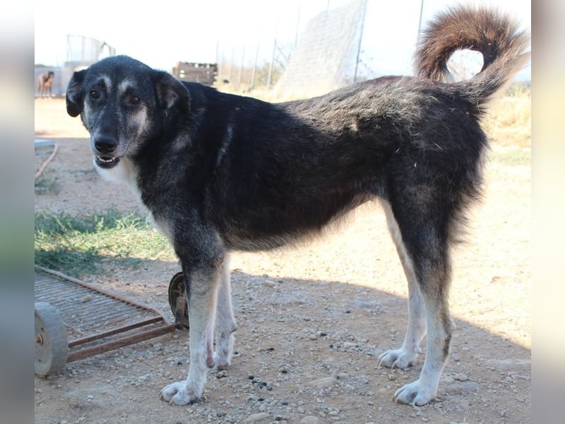 Nancy, geb. ca. 03/2019, lebt in GRIECHENLAND, auf einem Gelände, wird notdürftig versorgt