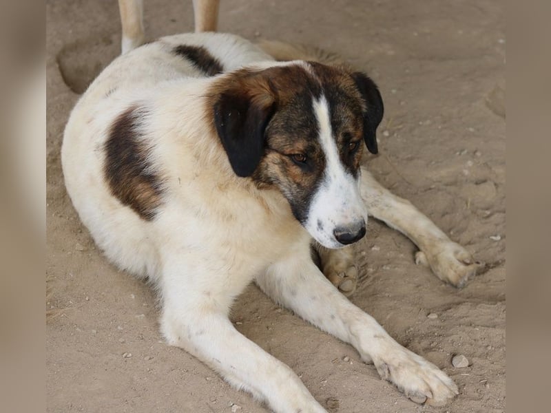 Pitt, geb. ca. 05/2021, lebt in GRIECHENLAND, im städt. Tierheim Serres