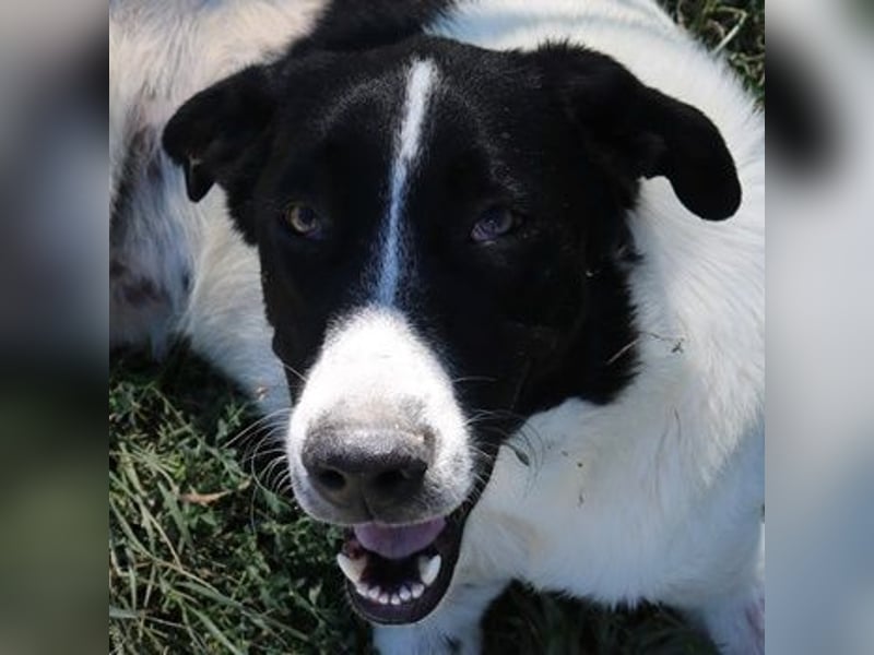 Rubin, geb. ca. 03/2019, lebt in GRIECHENLAND, im städt. Tierheim Serres