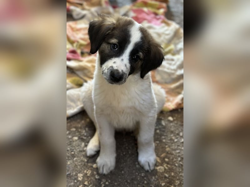 Findus, geb. ca. 02/2025, lebt in GRIECHENLAND, auf einer privaten Pflegestelle