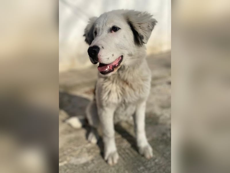 Canja, geb. ca. 08/2022, lebt in GRIECHENLAND, im städt. Tierheim Serres