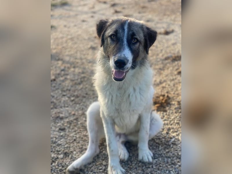 Joel, geb. ca. 01/2023, lebt in GRIECHENLAND, im städt. Tierheim Serres