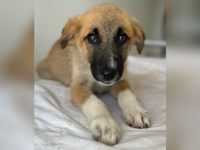 Rula, geb. ca. 03/2026, lebt in GRIECHENLAND, im städt. Tierheim Serres