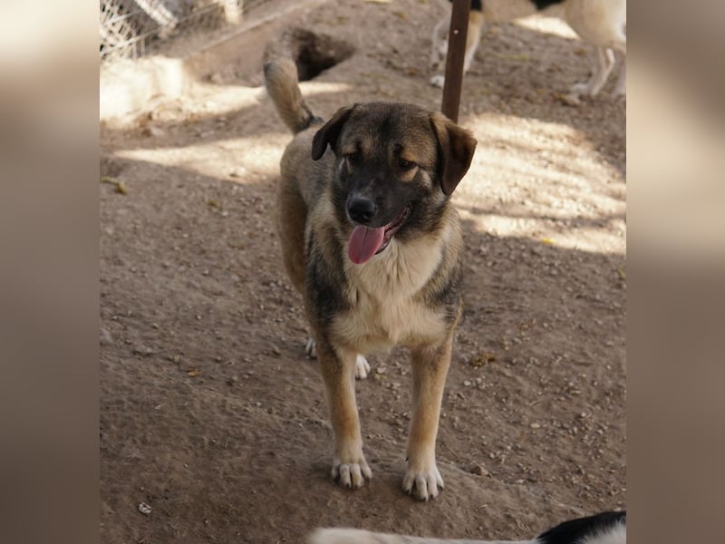 Davio, geb. ca. 06/2023, lebt in GRIECHENLAND, im städt. Tierheim Serres
