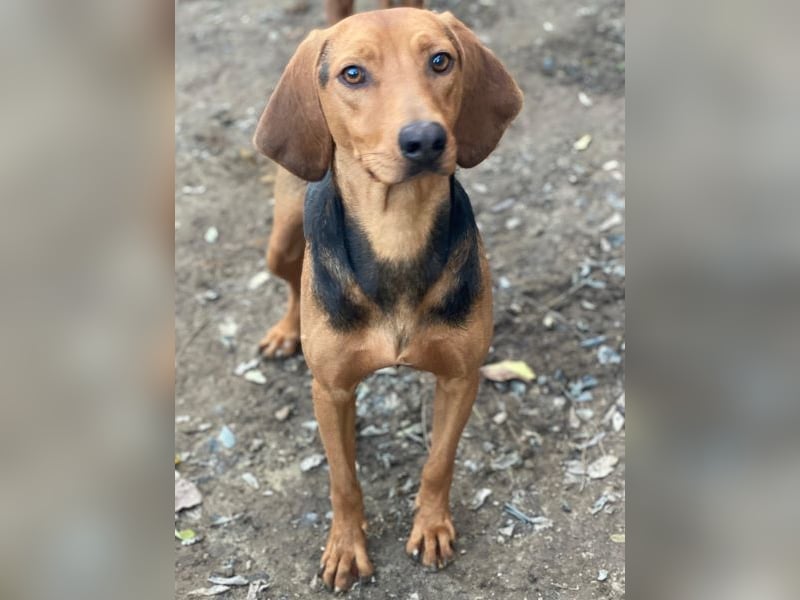 Ted, geb. ca. 01/2023, lebt in GRIECHENLAND, auf einer privaten Pflegestelle