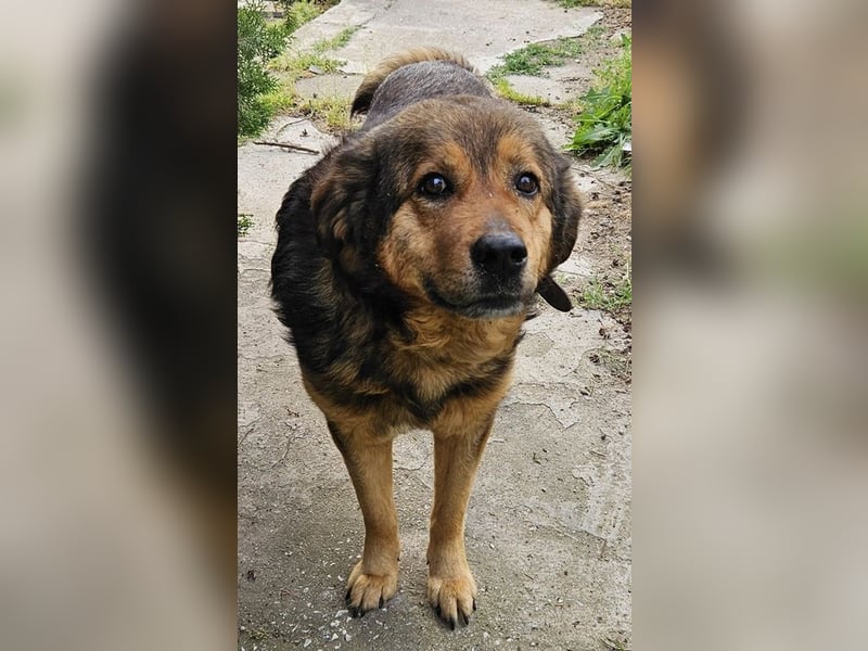 Frieder, geb. ca. 11/2019, lebt in GRIECHENLAND, im städt. Tierheim Serres