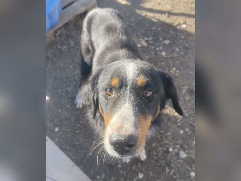 Silvan, geb. ca.02/2023, lebt in GRIECHENLAND, im städt. Tierheim Serres