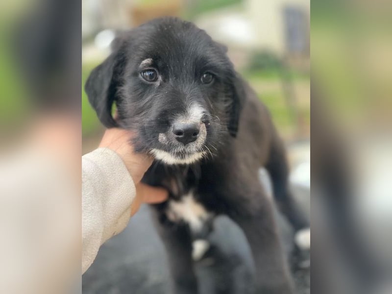 Lisbeth, geb. ca. 09/2025, lebt in GRIECHENLAND, auf einer privaten Pflegestelle