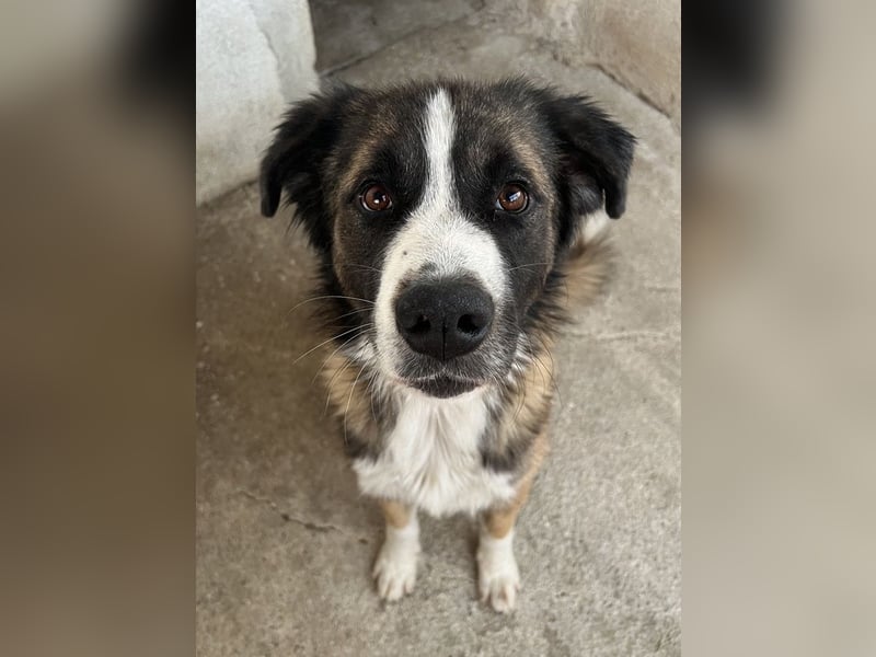 Beetles, geb. ca. 11/2024, lebt in GRIECHENLAND, im städt. Tierheim Serres