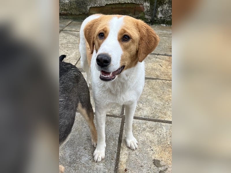 Laola, geb. ca. 05/2024, lebt in GRIECHENLAND, auf einem Gelände, wird notdürftig versorgt