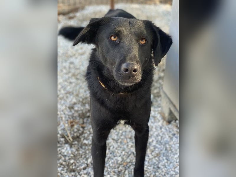 Dakar, geb. ca. 01/2019, lebt in GRIECHENLAND, im städt. Tierheim Serres