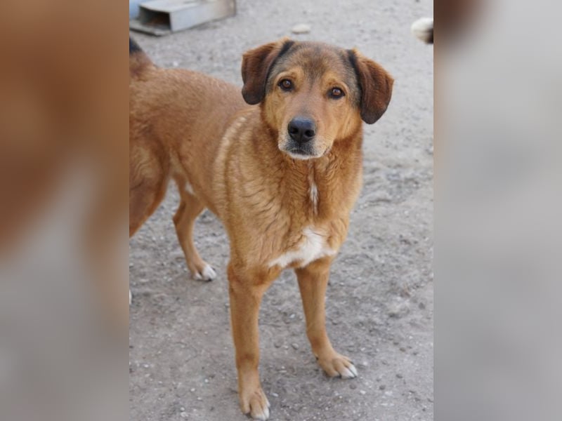 Mikosch, geb. ca. 01/2024, lebt in GRIECHENLAND, im städt. Tierheim Serres