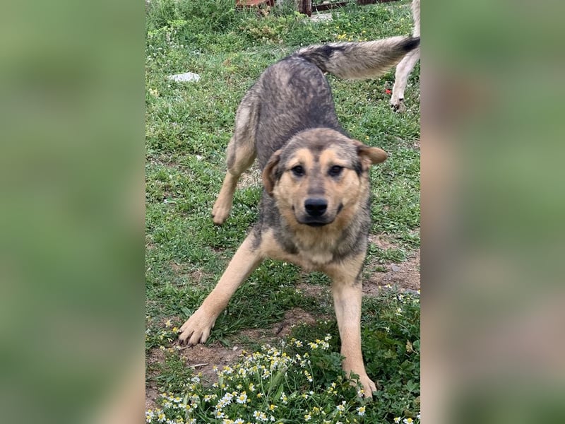 Bruno, geb. ca. 05/2020, lebt in GRIECHENLAND, auf einer privaten Pflegestelle